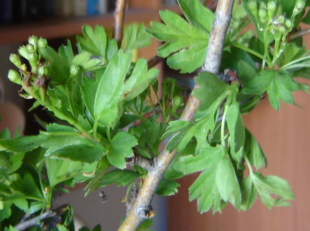 Crataegus monogyna - Biancospino